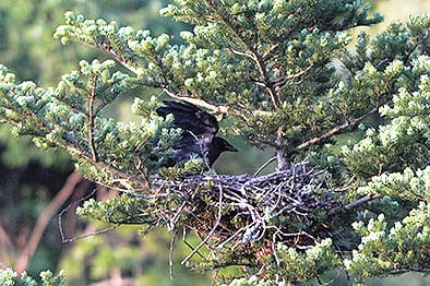 「カラスの子」