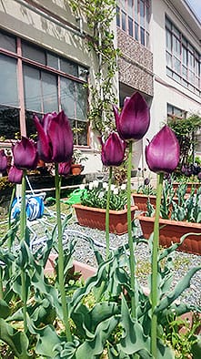 黒豆が咲いた？