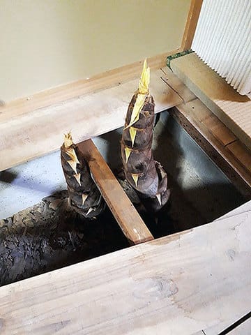 「ニョッキリ！」