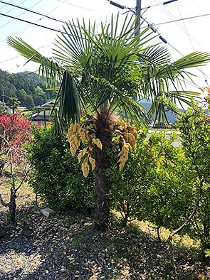 シュロの花が咲いた