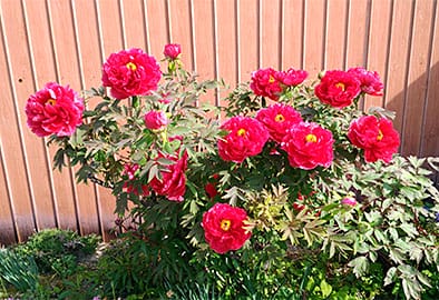 おばあちゃんに感謝