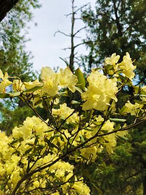 満開のヒカゲツツジ