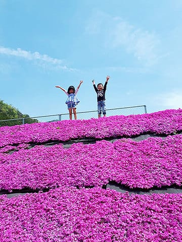 真っ青な空とピンクのじゅうたん