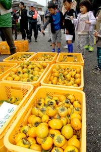 「さる×はた合戦」で収穫された柿の実＝兵庫県丹波篠山市瀬利で