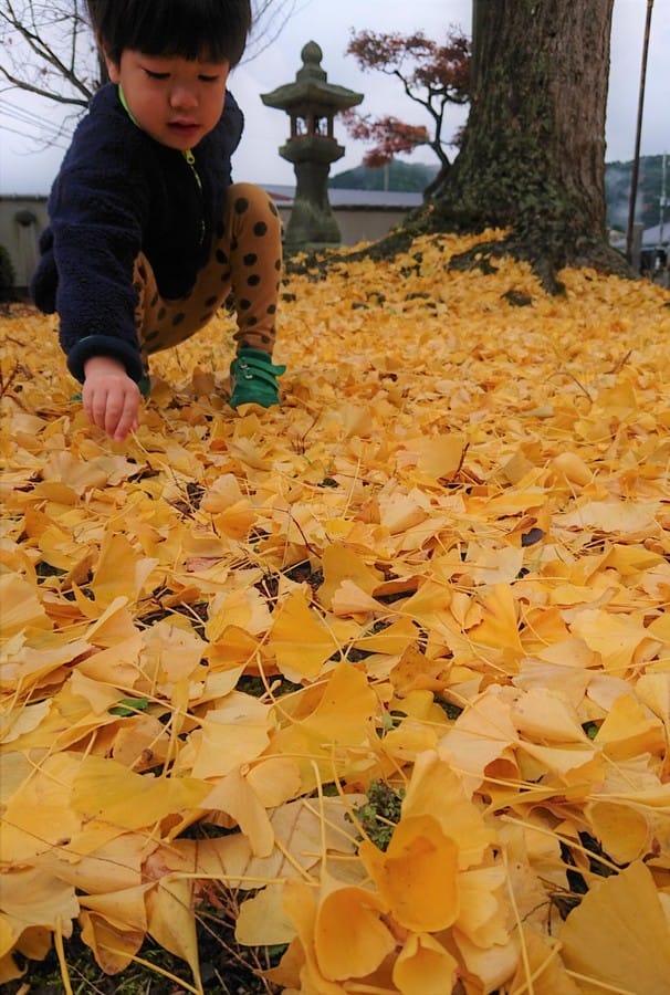 境内染める「原始」のイチョウ 一風変わった葉見つけられる？ 全国的に