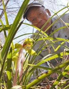 【春蘭＊開花株＊5つの可憐なお花が咲いています】天然/野生/里山自生/山野草 春蘭＊開花株＊5つの可憐なお花が咲いています】天然/野生/里山