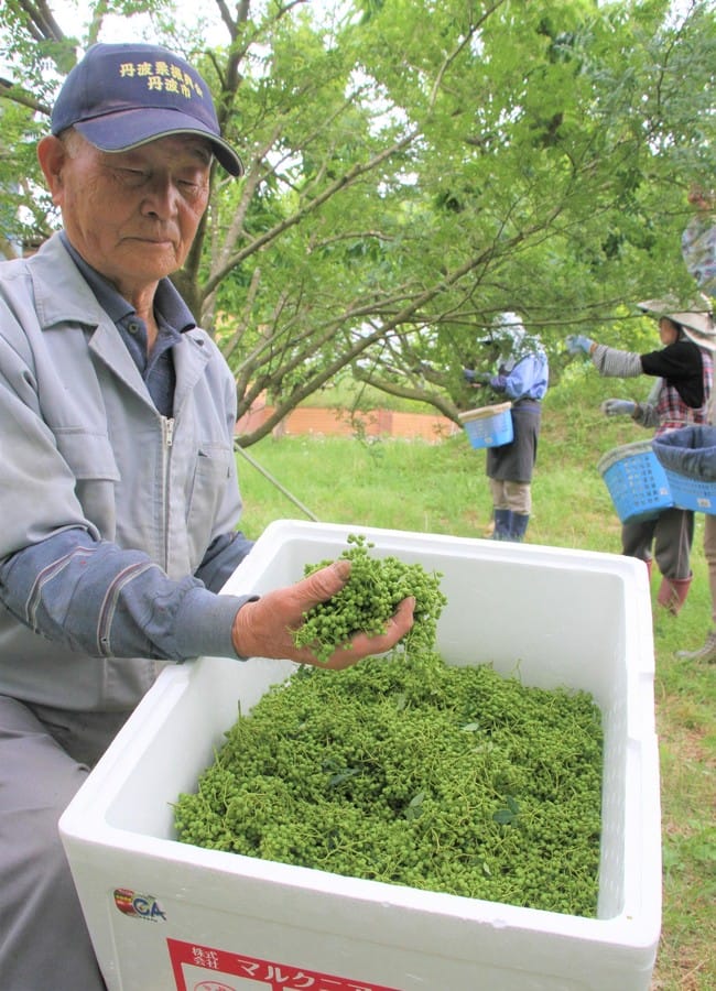 実山椒」の収穫最盛期 緑色の粒にゆるむ頬 「ようなっとる」 - 丹波新聞