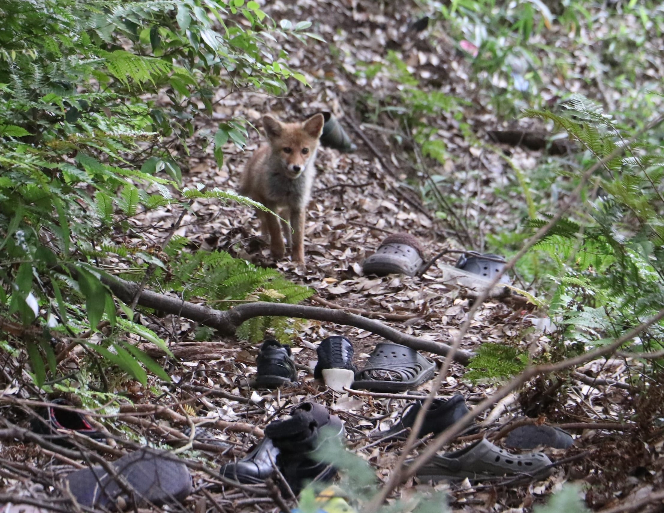 キツネが スリッパ泥棒