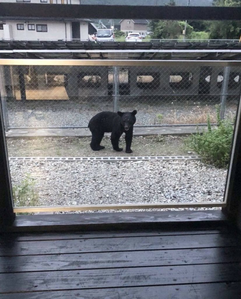 外出たら「クマおった」 県道歩いてやって来た？ 集落に迷い込んだか
