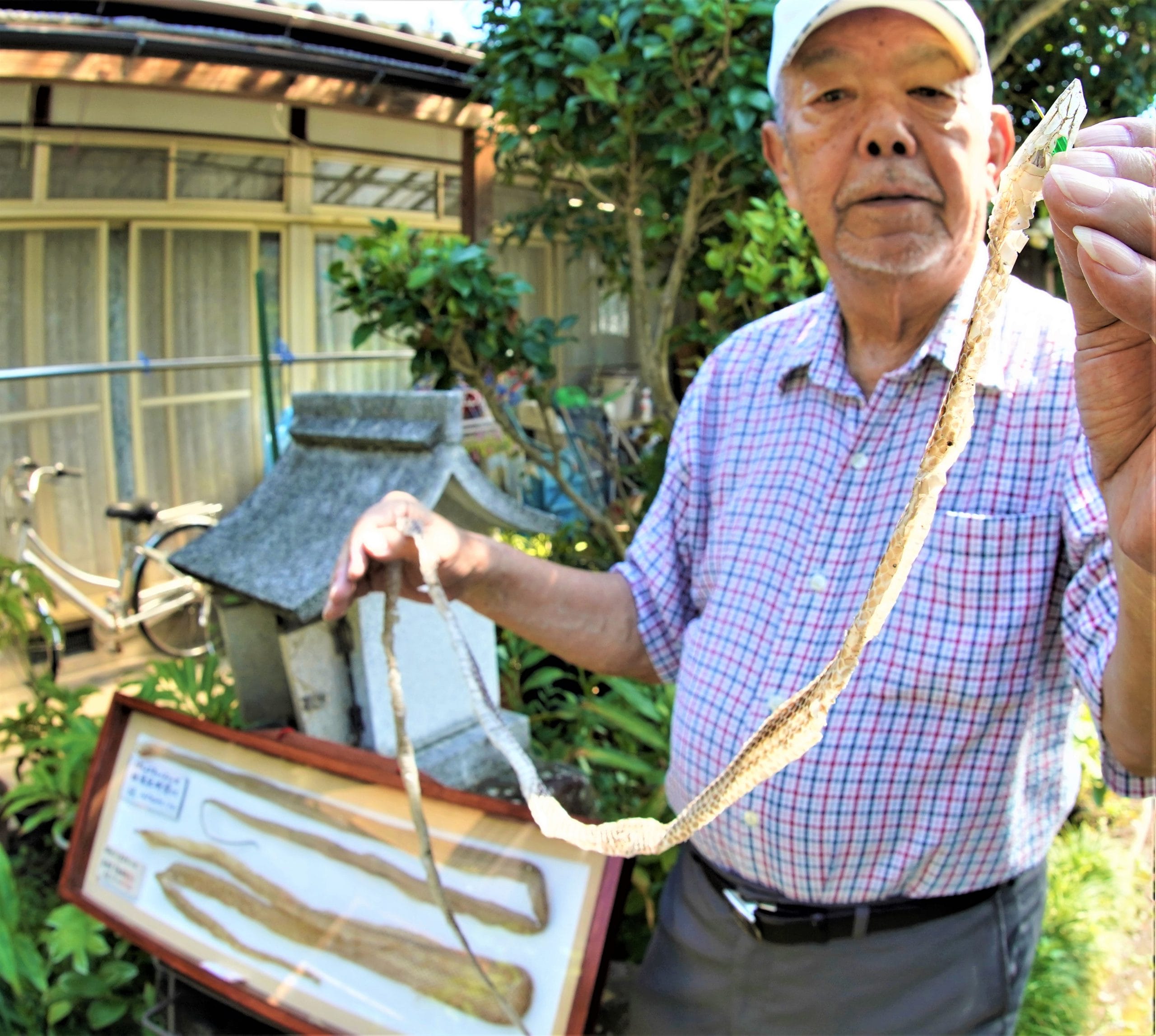 守り神の置き土産？ 1メートル42センチのヘビの抜け殻発見 「大きすぎ