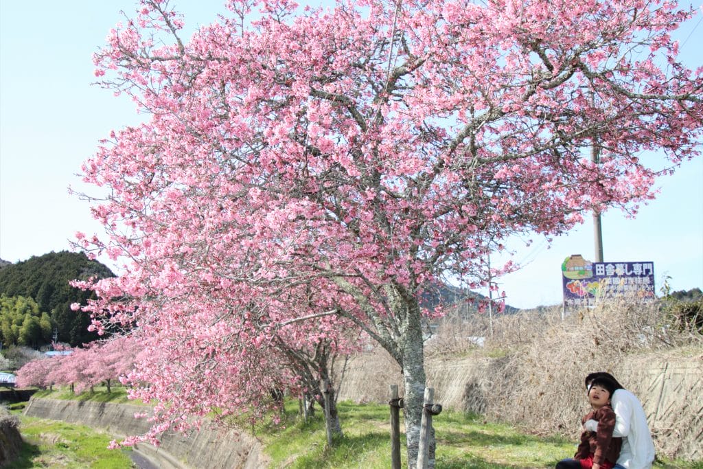 春色の帯続く ピンク色のオカメザクラ満開 春の訪れ告げる - 丹波新聞