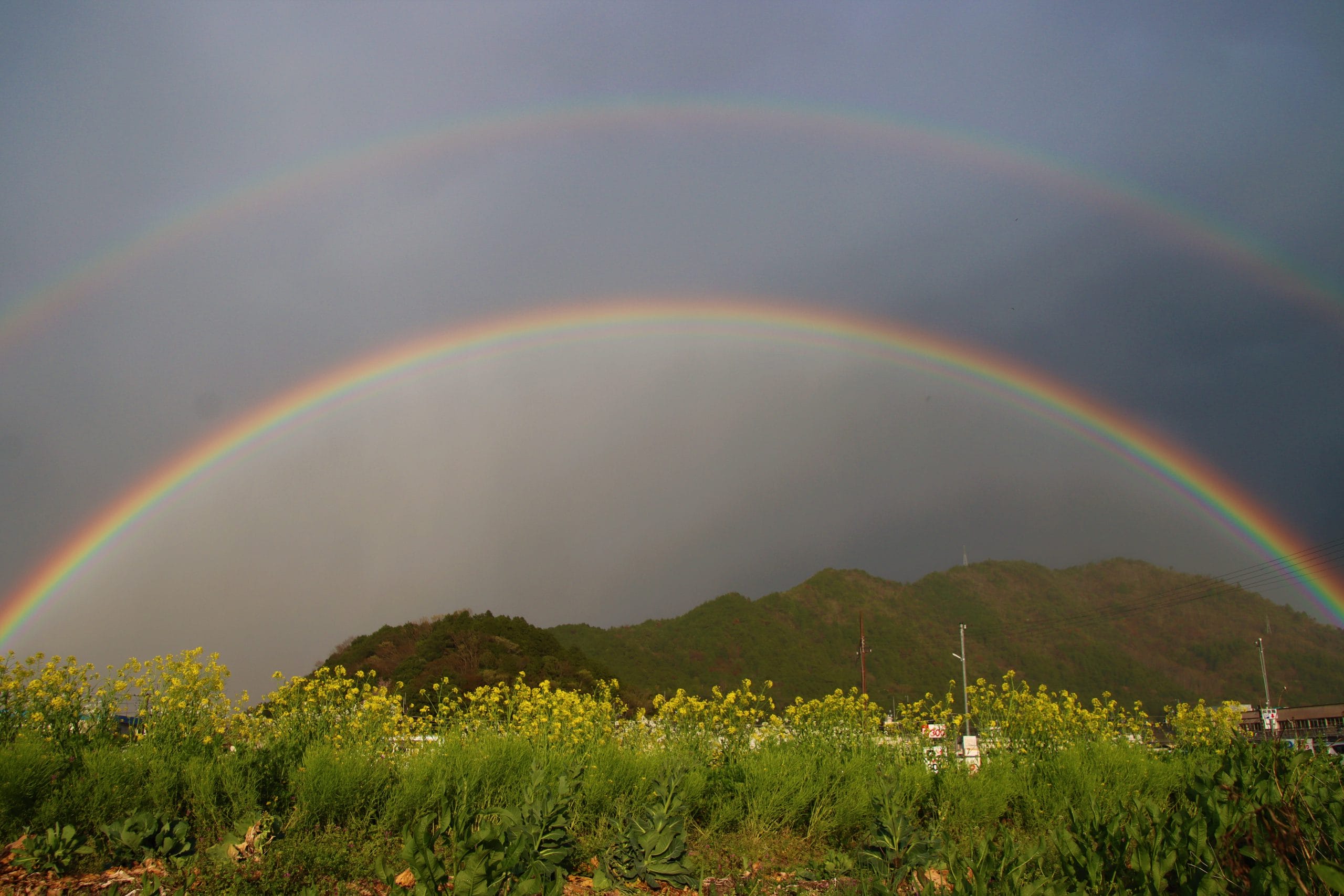 幸せの共演 ダブルレインボーと菜の花 雨上がりにわずか7分の