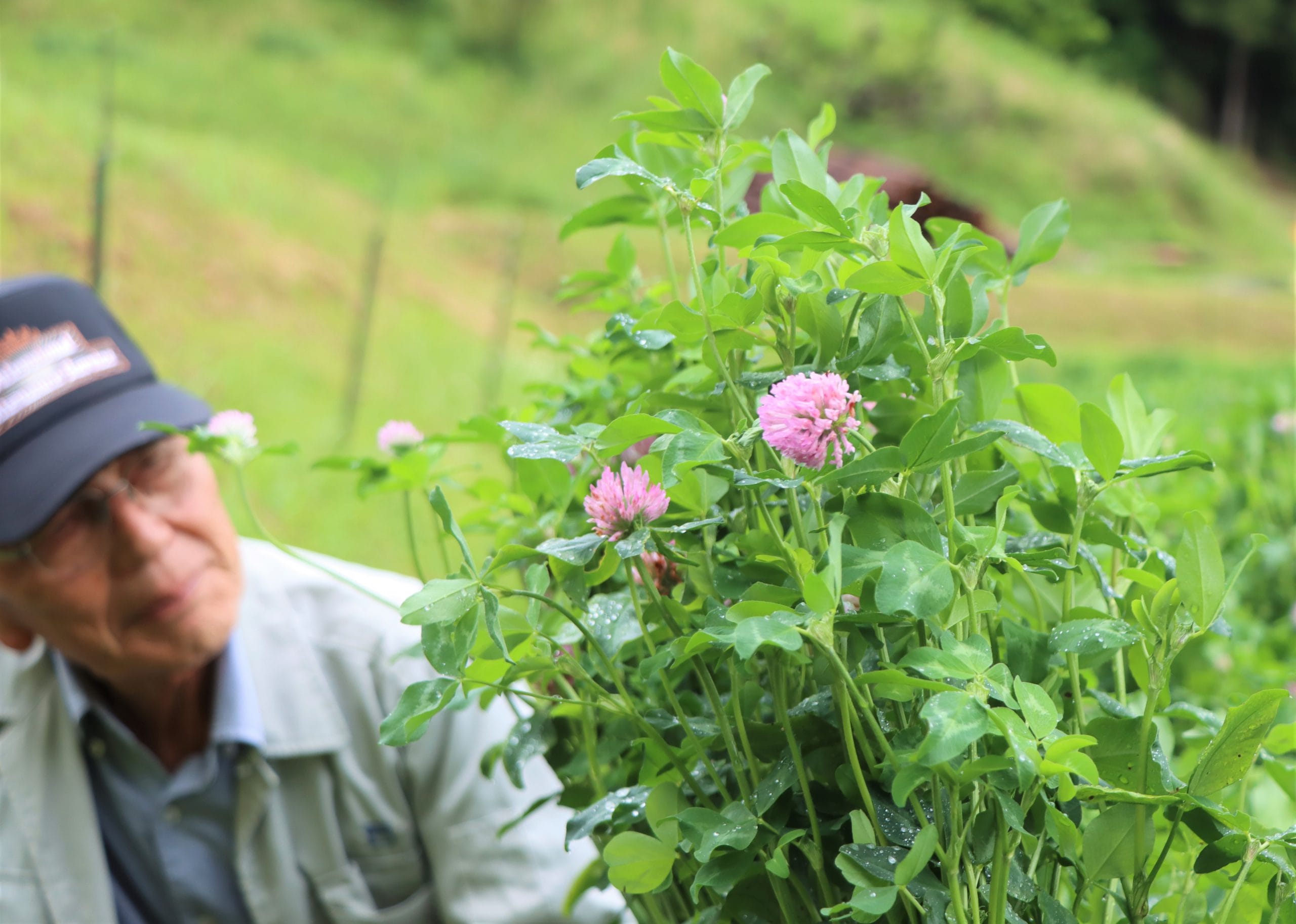 花はピンク色です かわいい「レッドクローバー」 地域を癒やす存在 - 丹波新聞