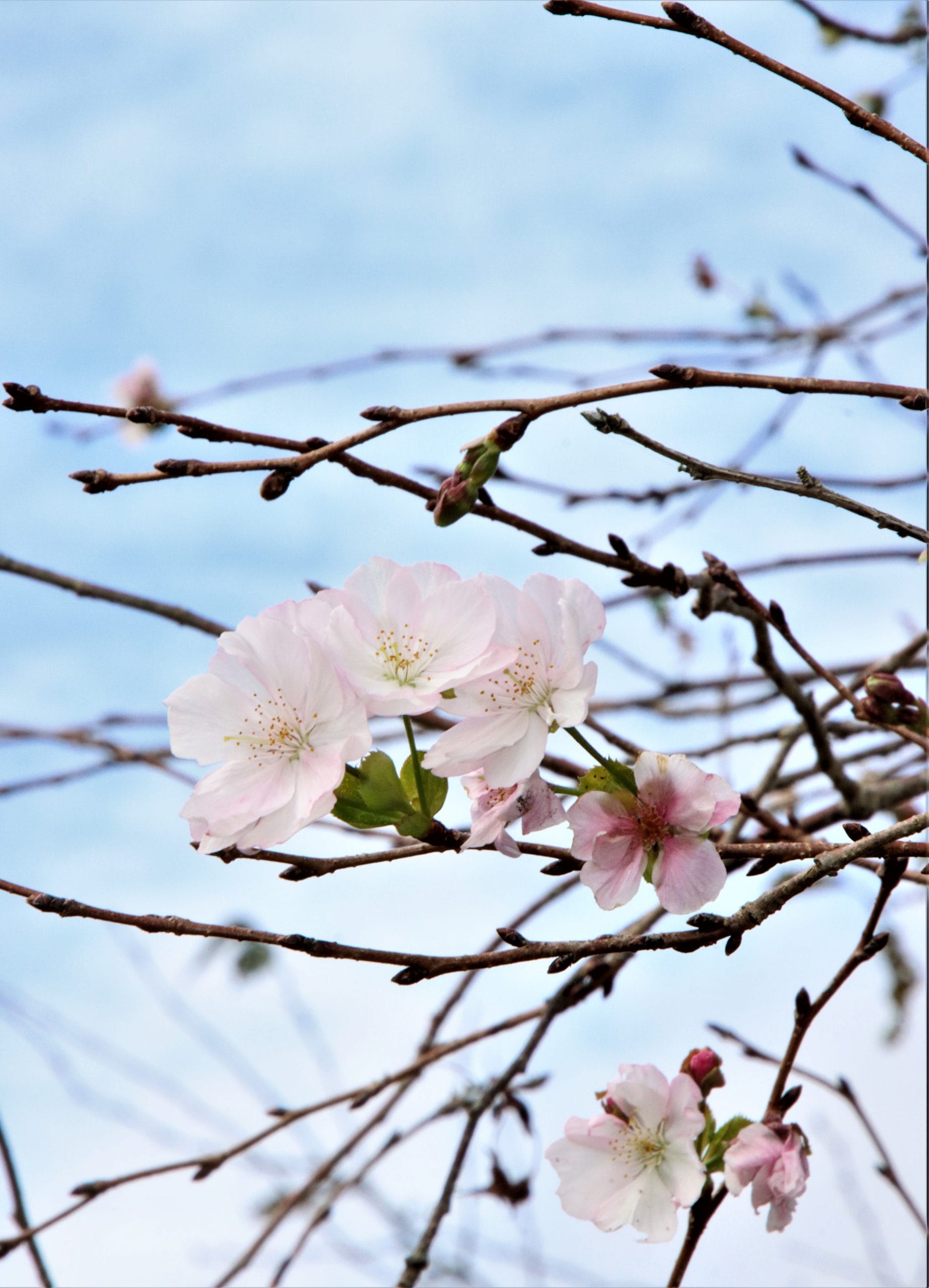 秋に桜 「十月桜」が開花 「ほんまの秋桜やなぁ」 - 丹波新聞