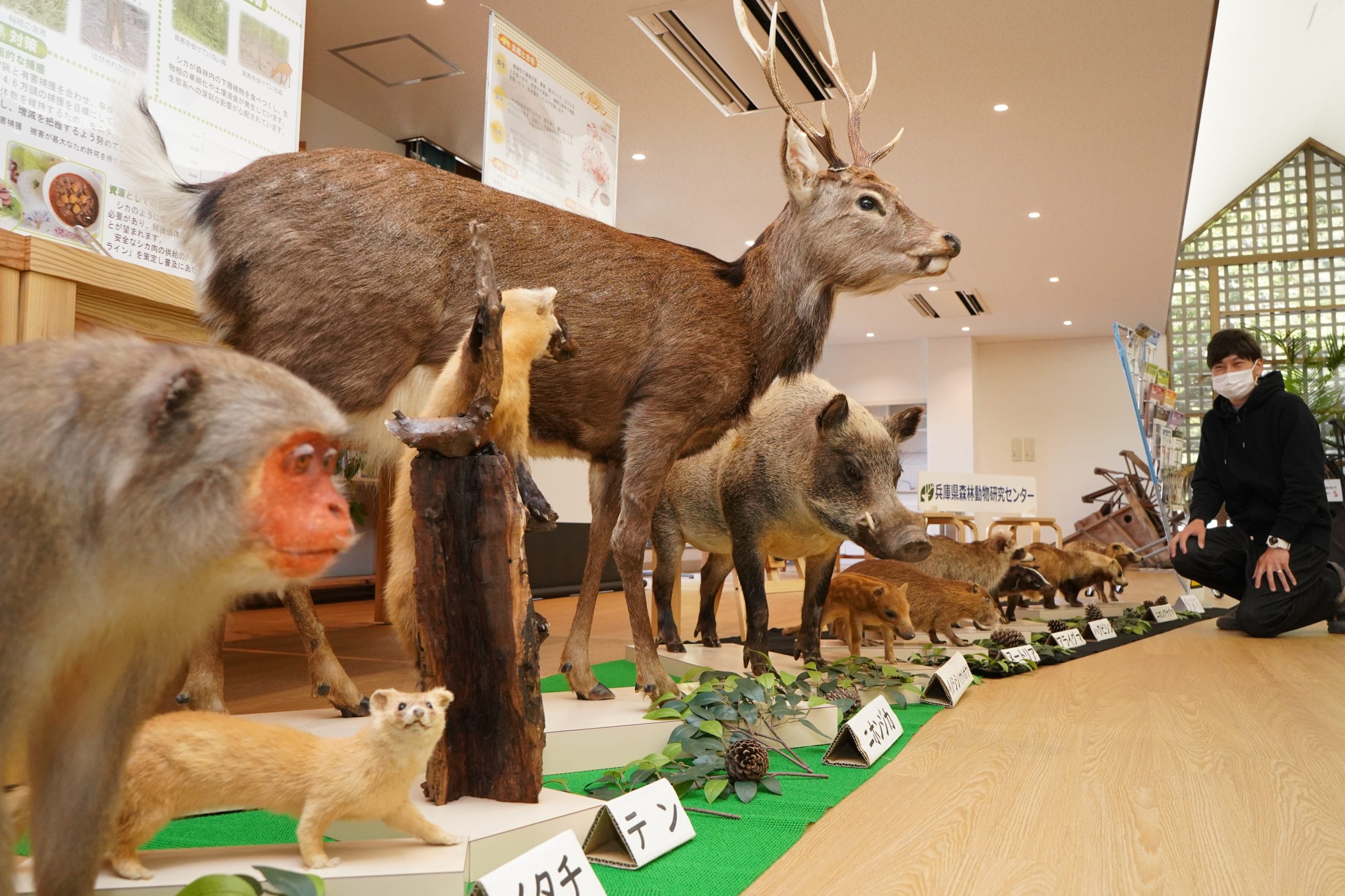 テンのはく製 テンのはく製