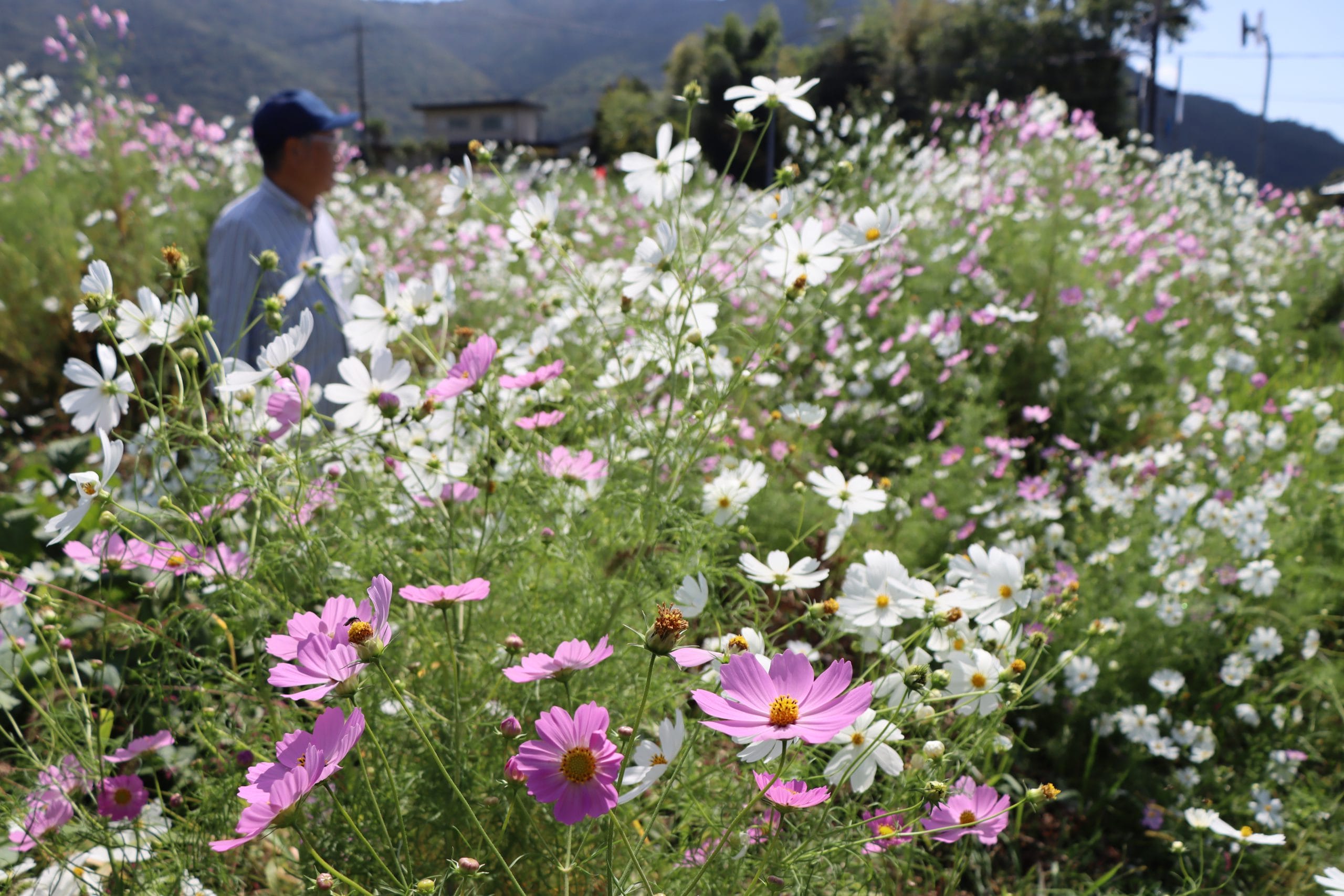 宿根コスモス類問い合わせ 8e11651d8e3b2635387b0e1fd9de98
