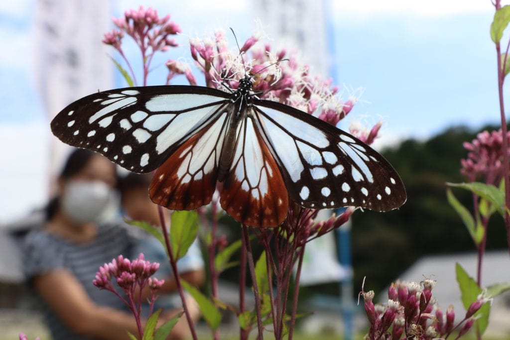 ここは蝶屋敷？ 旅する蝶「アサギマダラ」飛来 鬼滅にも登場、模様は