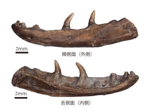 石造りの背景を黄色に古代トカゲ化石の写真素材・画像素材 Image
