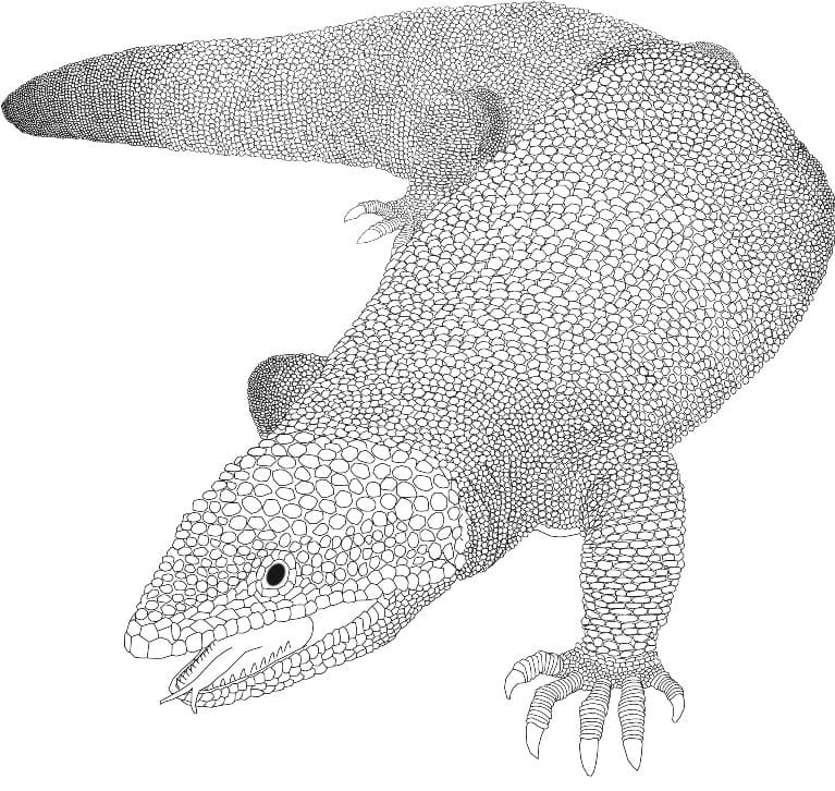 大型トカゲPalaeosaniwaの下顎 爬虫類 化石 白亜紀 アメリカ