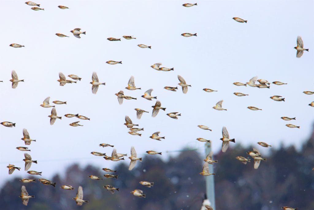 空飛ぶ魚群？ 正体は冬鳥の「アトリ」 M字の尾羽がまるで魚 - 丹波 