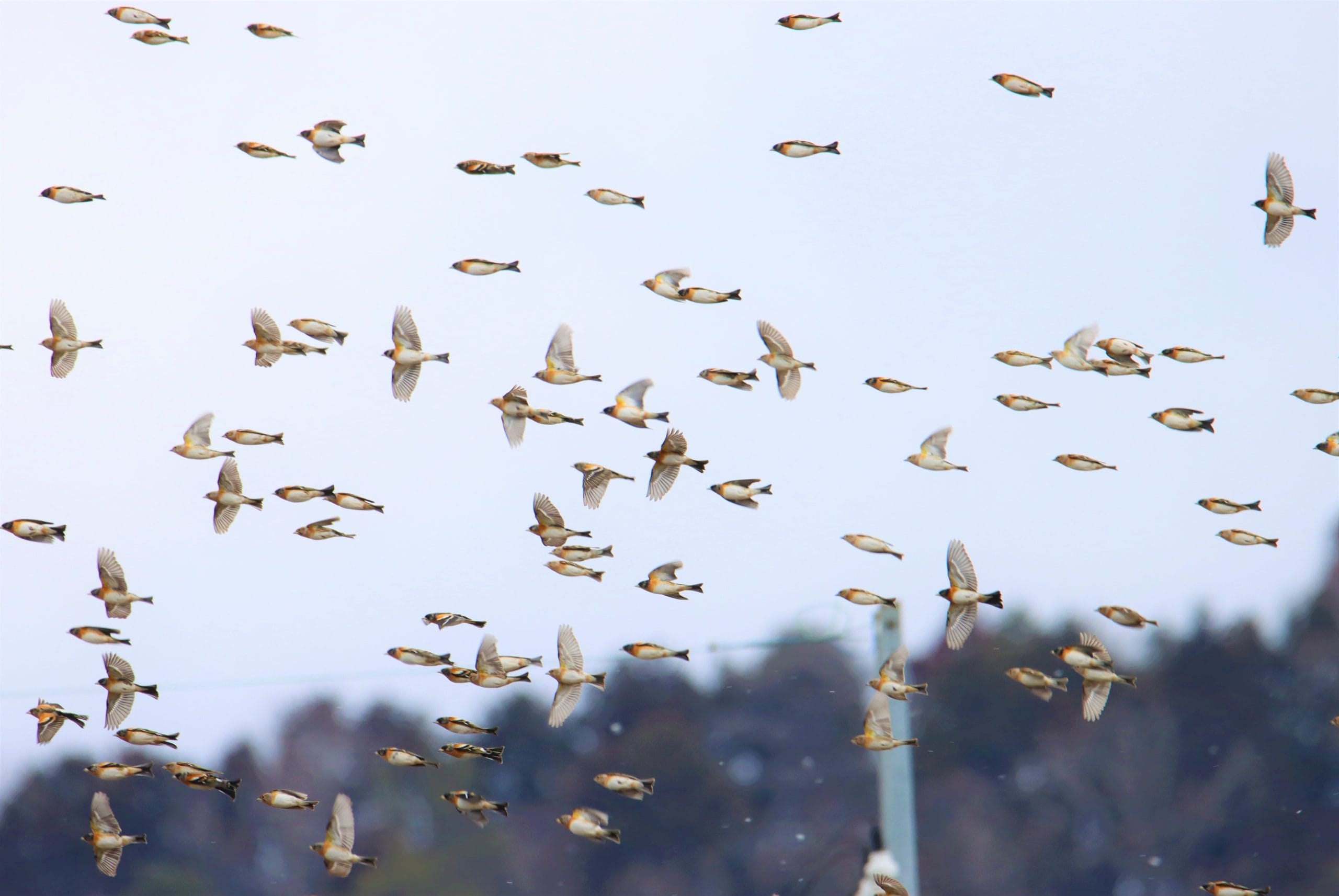 空飛ぶ魚群？ 正体は冬鳥の「アトリ」 M字の尾羽がまるで魚 - 丹波新聞