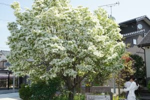 この木はなんじゃ？ こずえに積もった雪のよう なんじゃもんじゃ