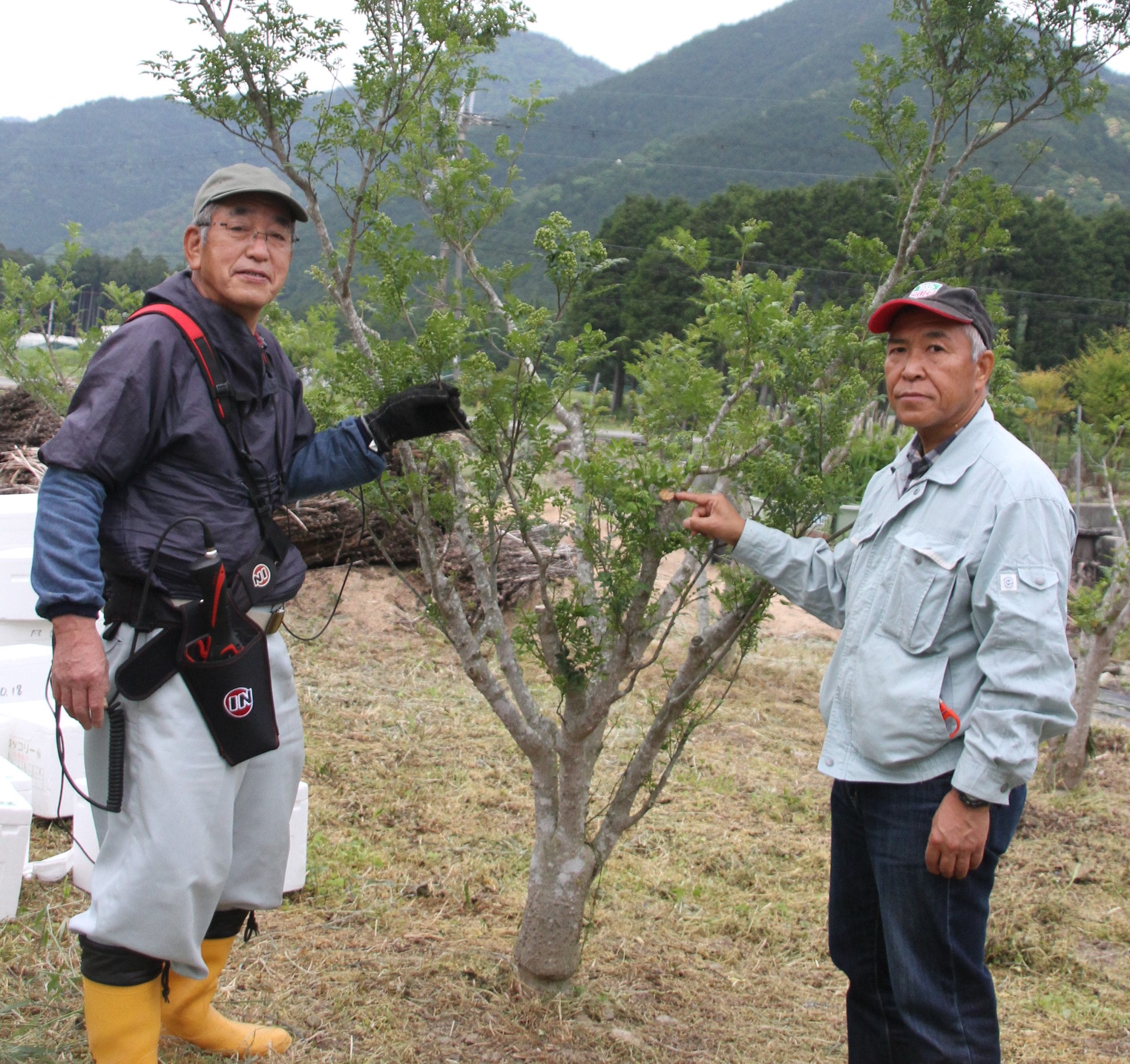 超低樹高で栽培楽々 収穫に手間ある「実山椒」 大規模剪定でも結実 - 丹波新聞