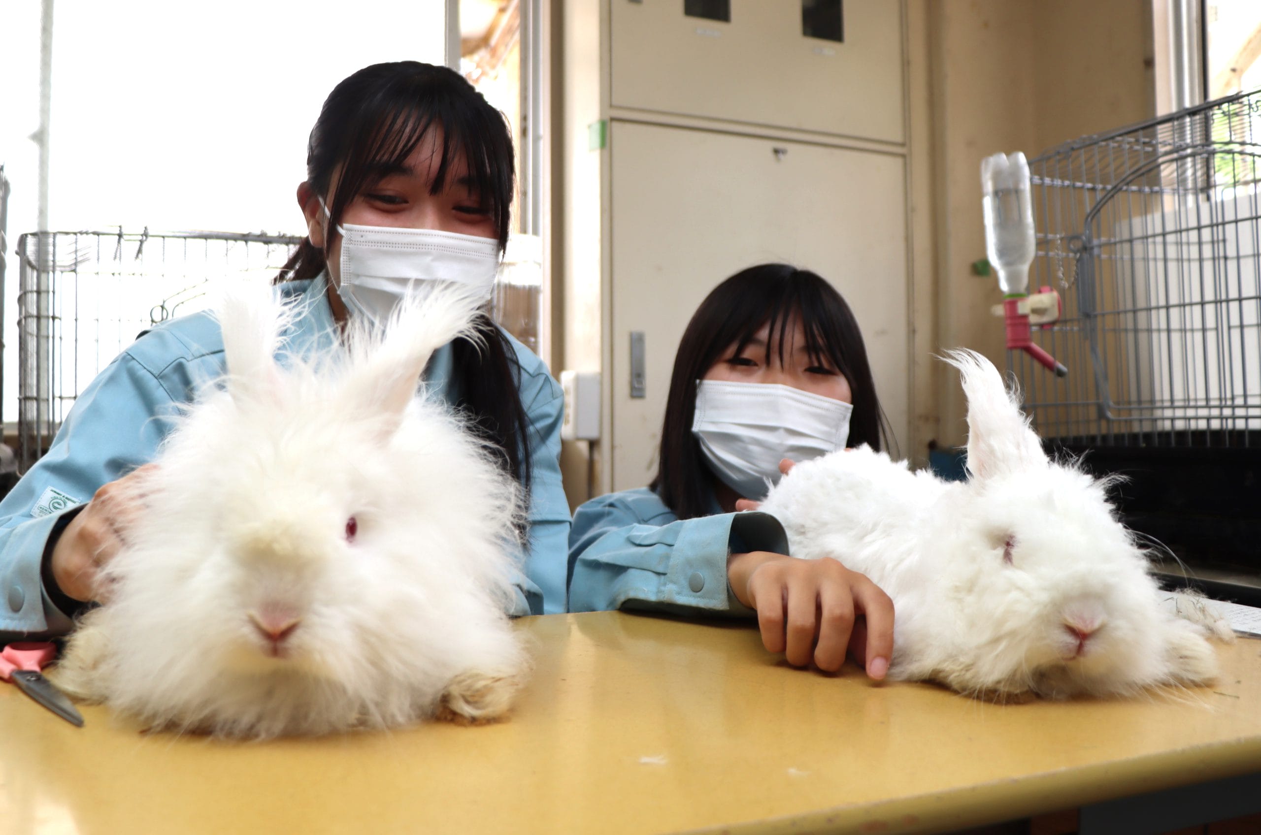 ふわふわ双子 ２羽のウサギが”転校” 農業高校に「日本アンゴラ 