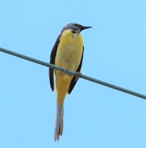 黄色い鳥 日本で見られる黄色い鳥たち | 野鳥情報.com