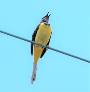 これぞ「黄色い声」 野鳥のキセキレイ 甲高いさえずり響かせ