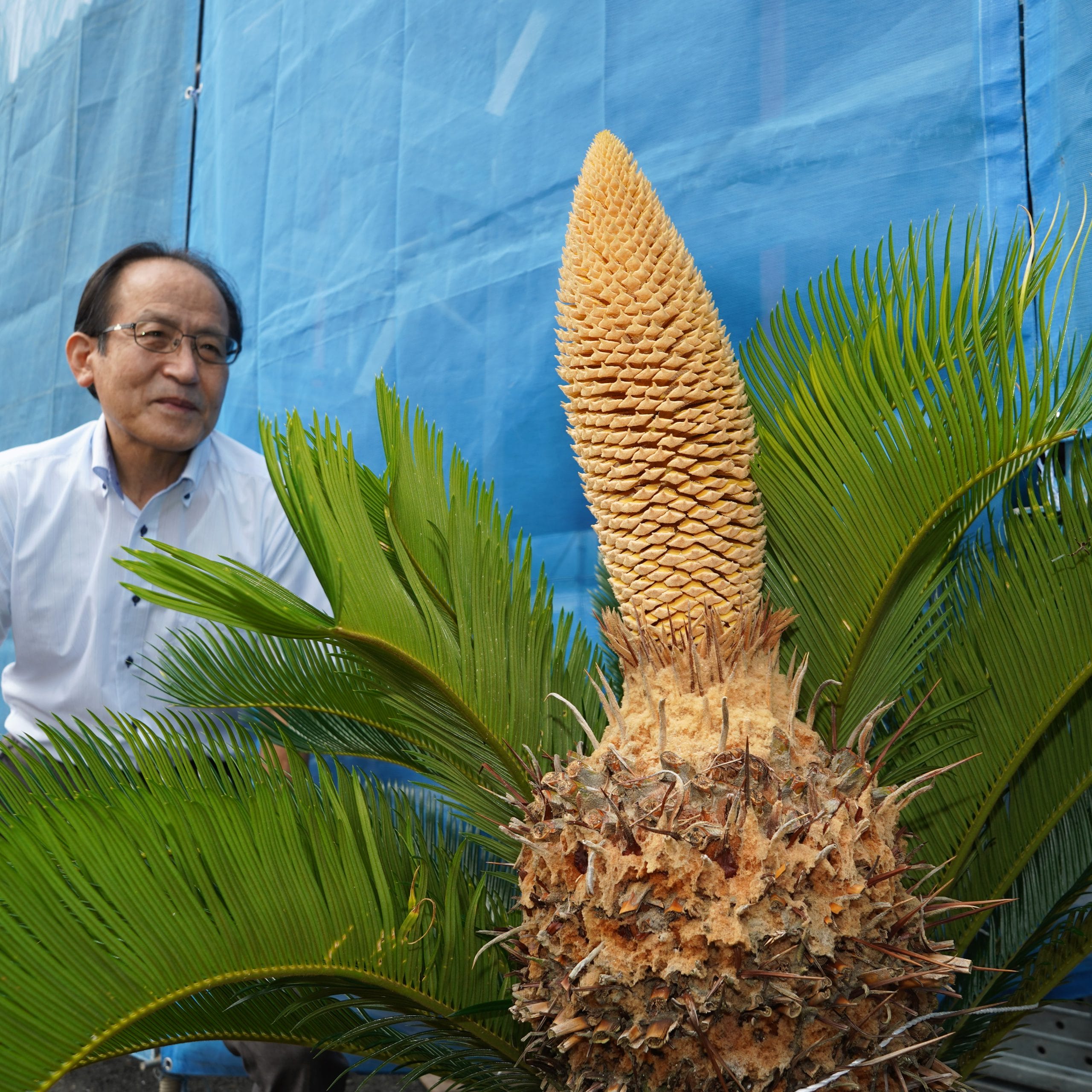 30年ぶりに開花 ソテツの雄花咲く 「なんとも縁起がいい」 - 丹波新聞