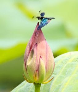 みみ　水彩画　睡蓮とチョウトンボ　値段は600円です 虹」舞う 「チョウトンボ」飛翔の季節 金属光沢の羽が特徴
