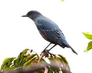 IMG_0472-300x238.jpg?strip=all