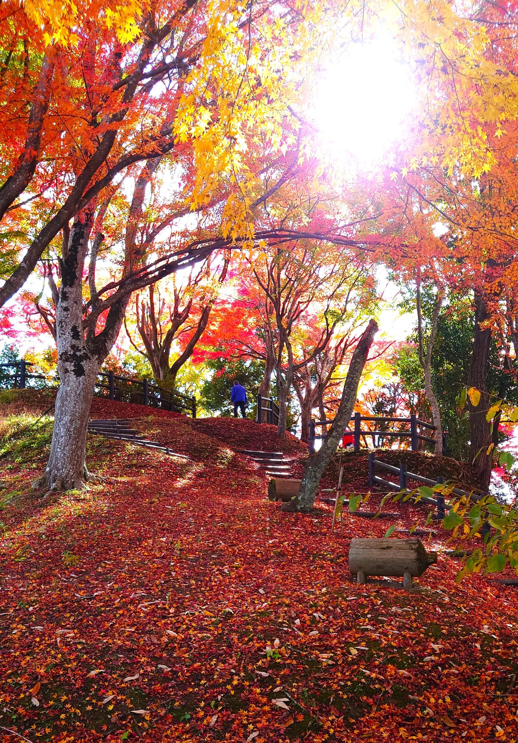 紅葉の道 朝日浴びて輝くモミジ 足元には真っ赤な落ち葉 移ろう季節 - 丹波新聞