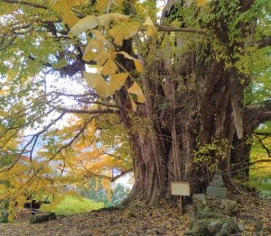 樹齢1300年の「乳の木さん」 隠れイチョウの親木説も - 丹波新聞