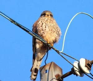 雪の豪奢 IMG_9739-300x264.jpg?strip=all 鳥雑貨・オーナーズグッズ