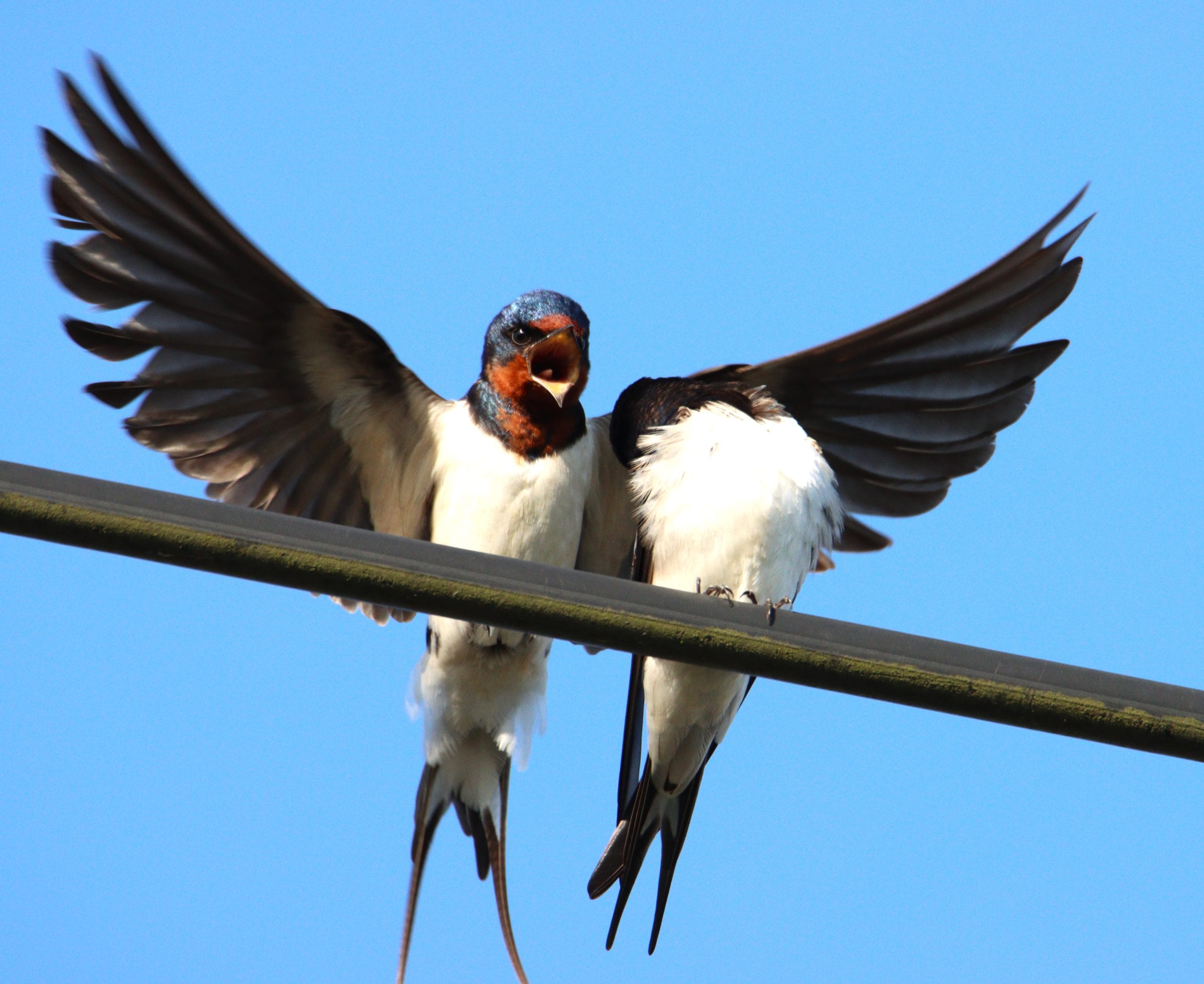 ただいま！ ツバメの飛翔始まる 市の鳥「おかえり」 - 丹波新聞