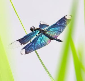 虹を背負って チョウトンボの飛翔始まる 自然美にため息漏れ