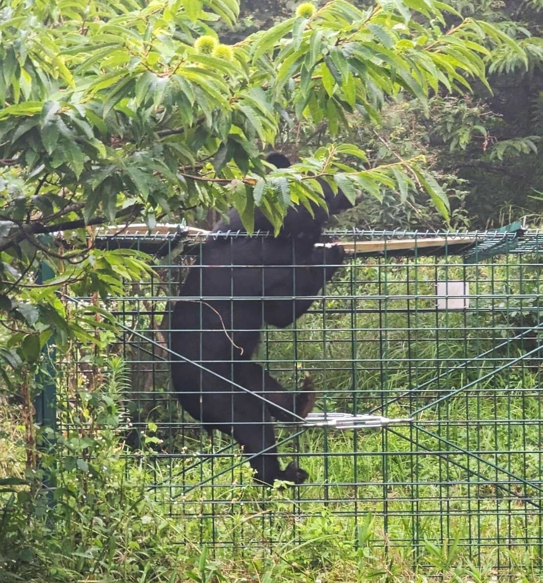 クマ脱走 金属わなを破壊 家人が瞬間を撮影 - 丹波新聞