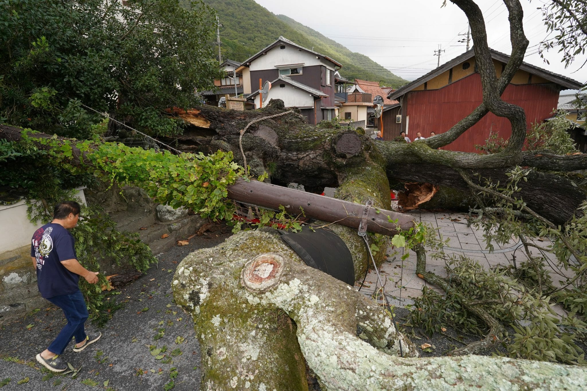 倒れた今田町上立杭のアベマキの巨木＝2023年9月19日午前7時12分、兵庫県丹波篠山市今田町上立杭で