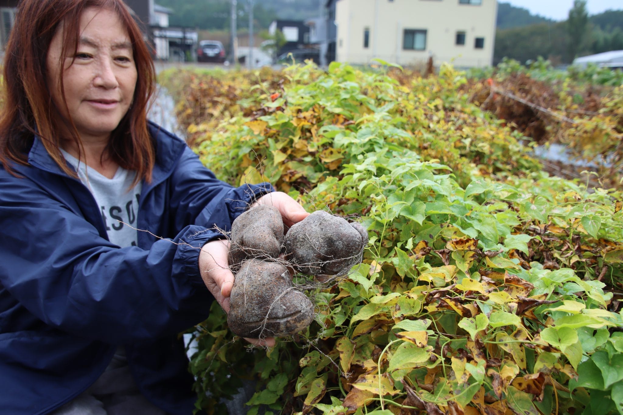 山芋　抜き苗　現品 山芋の苗 長芋 写真素材 [1406570] - フォトライブラリー