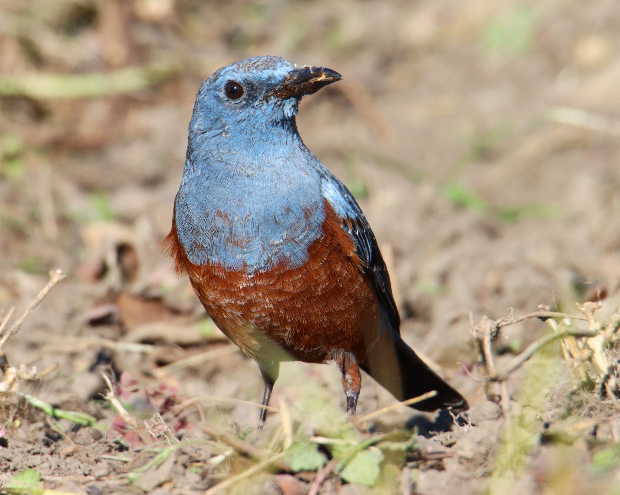 小さな幸せ 青い鳥「イソヒヨドリ」 すまし顔の口元には／兵庫・丹波