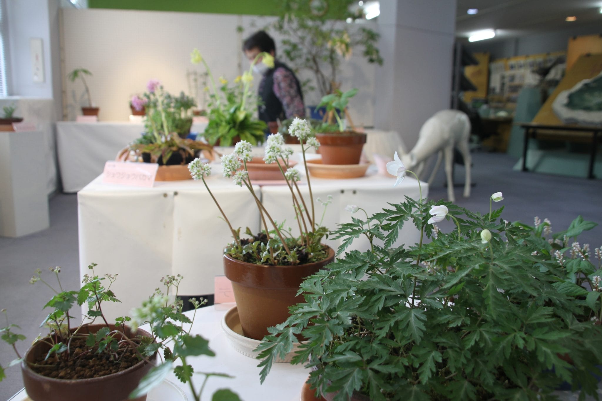 春の山野草」展示 かれんな花々80点並ぶ 「絶滅危機」の希少種も - 丹波新聞