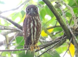 今年もアオバズク来る❢ 2024.6.2 今年もアオバズク来る❢ 2024.6.2 - メルカリ