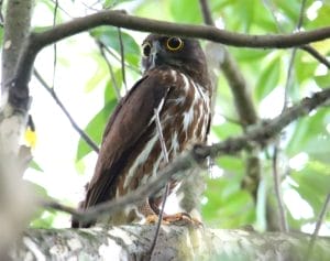 初夏の使者 夏鳥「アオバズク」が飛来 ギョロっとした目で「じーっ