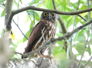 今年もアオバズク来る❢ 2024.6.2 今年もアオバズク来る❢ 2024.6.2 アオバズク♡ 2024.7.5撮影