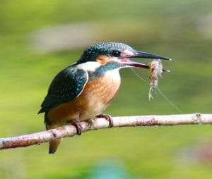ごはんゲット 「カワセミ」電光石火でエビ捕獲 ”飛ぶ宝石”美しく