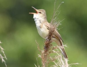 ギョギョシ！ 夏を告げる夏鳥「オオヨシキリ」 大音量でさえずり響かせ