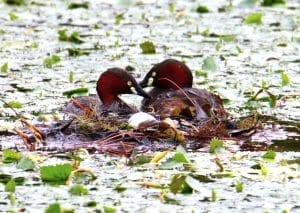 宝物」です 野鳥「カイツブリ」が抱卵中 雌雄ペアで協力して子育て - 丹波新聞