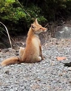 サンダル泥棒 ストア キツネ